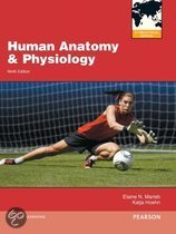 Human Anatomy amp Physiology