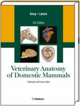 Veterinary Anatomy of Domestic Mammals