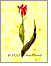 9789041403674-Tulp