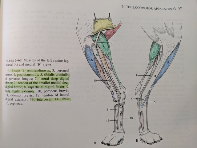 9780721649610-Textbook-of-Veterinary-Anatomy