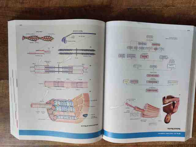 9781292026473-Human-Physiology