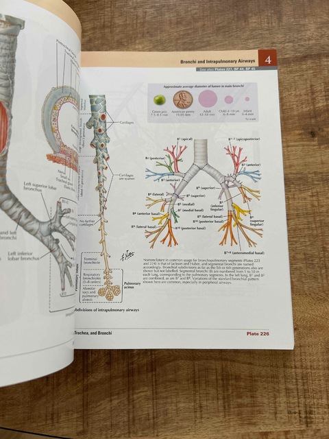 9780323680424-Netter-Atlas-of-Human-Anatomy-Classic-Regional-Approach